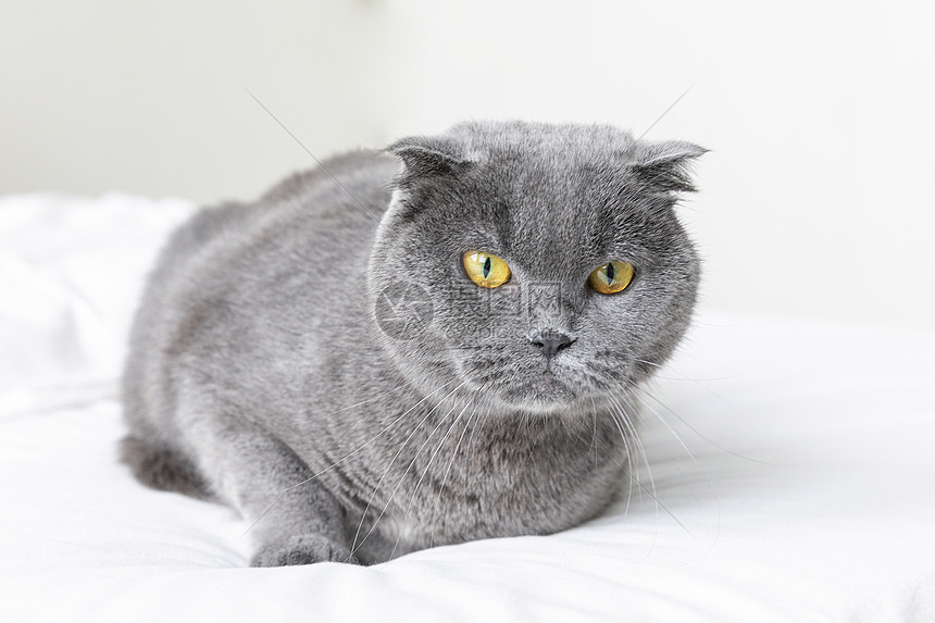 英短蓝猫