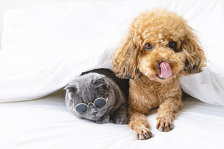 蓝猫泰迪猫咪和狗狗高清图片