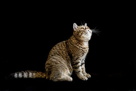加菲猫背景图片