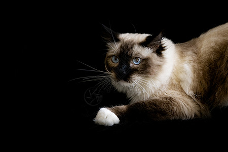 布偶猫黑底猫素材高清图片