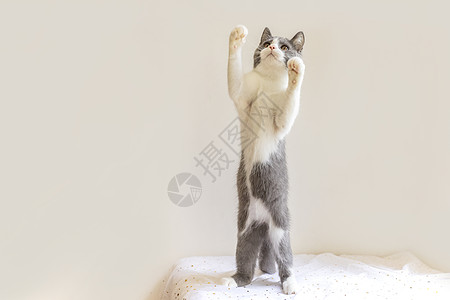 英短蓝白猫站立的猫高清图片