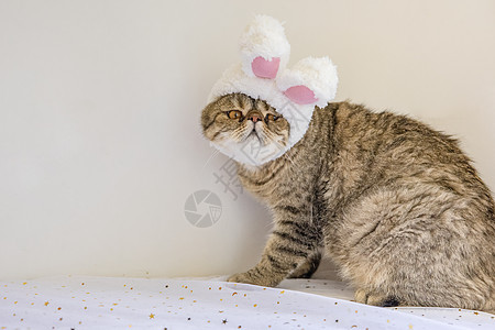 加菲猫戴帽子图片