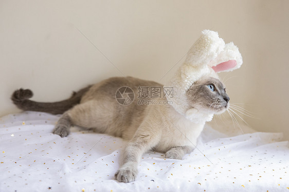 暹罗猫戴帽子图片