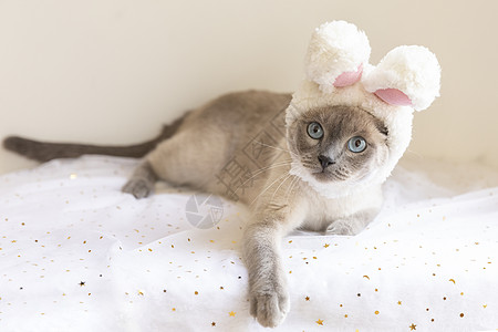 可爱猫咪暹罗猫戴帽子背景