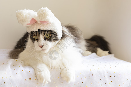 缅因猫戴帽子图片