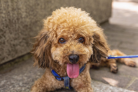 泰迪狗犬高清图片素材