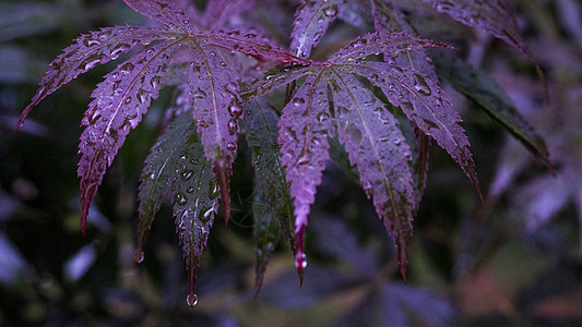 节气雨后紫色枫叶背景