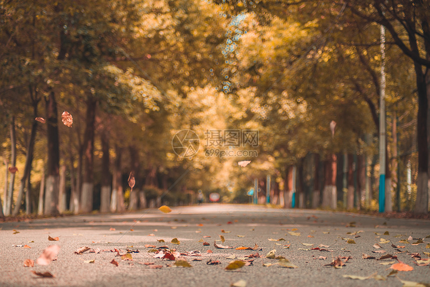 秋天的落叶小道图片