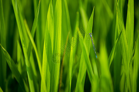 水稻农田里的昆虫特写高清图片