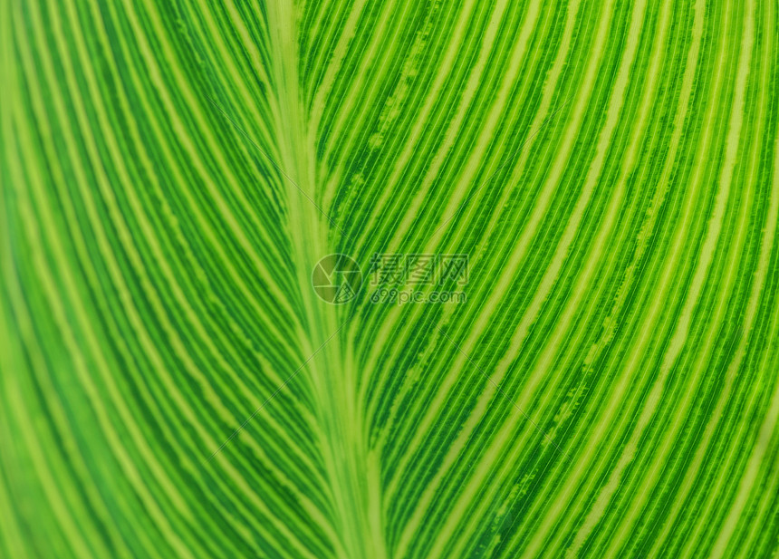 植物背景图片