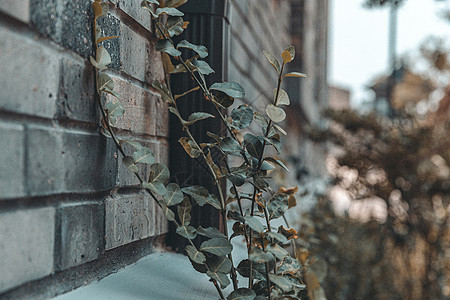 秋季扶芳藤绿植围墙高清图片