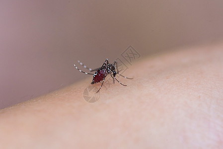 正在吸血的蚊子高清图片