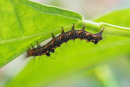 桑毛虫生物虫子高清图片