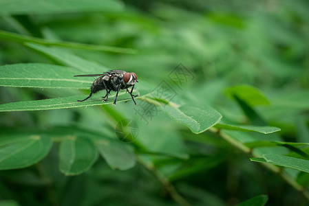 苍蝇生物苍蝇高清图片