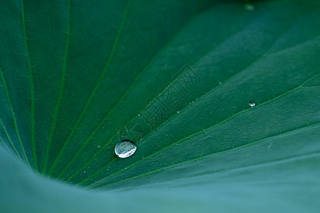 树叶水滴雨荷背景