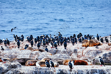 企鹅海岛图片