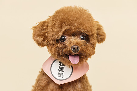 男头像贵宾犬小泰迪背景