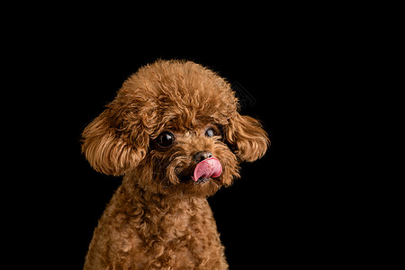 贵宾犬迷你泰迪狗背景图片