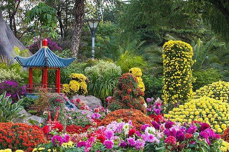 重阳节赏菊菊花花坛花艺背景