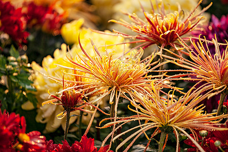 菊花重阳菊花展览背景