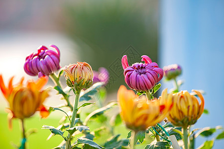 重阳节赏菊菊花花坛展览背景