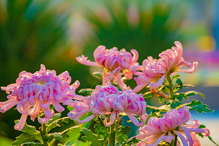 重阳节赏菊重阳节菊花背景