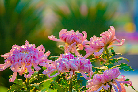 重阳节菊花背景图片