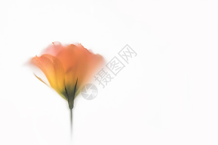 创意花卉桔梗图片