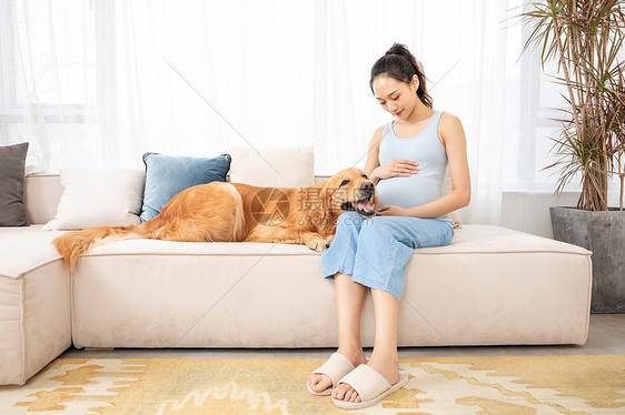 孕妇和宠物金毛犬相伴图片