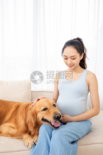 孕妇和宠物金毛犬相伴图片