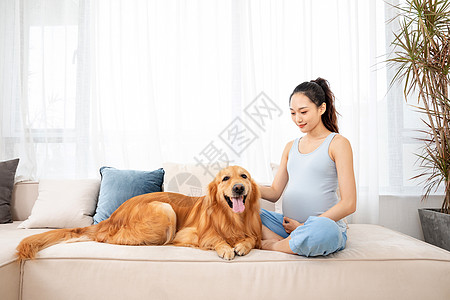 孕妇和狗怀孕的美女和宠物金毛犬背景