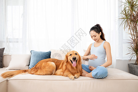 孕妇和狗孕妇和宠物金毛犬相伴背景