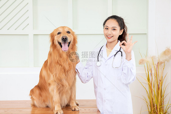 兽医给金毛犬做体检图片