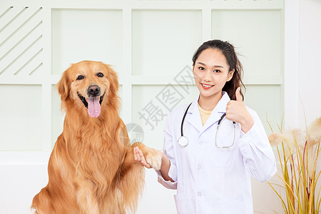 兽医给金毛犬做体检图片