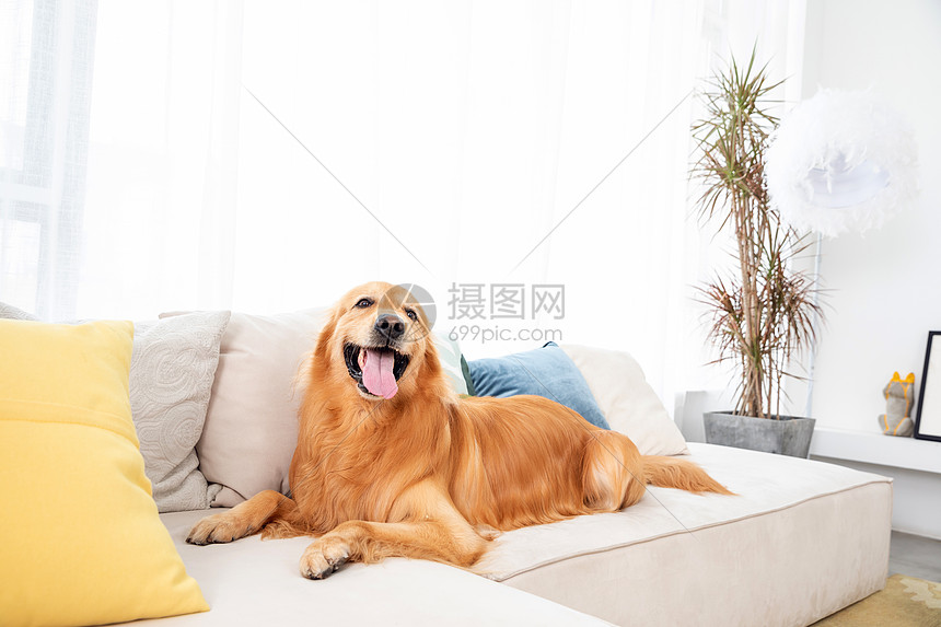 宠物金毛犬图片