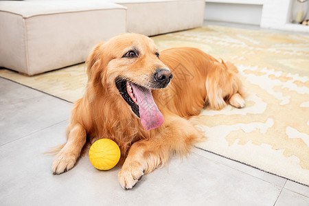 宠物金毛犬背景图片