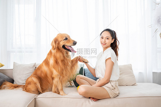 美女和金毛犬握手图片