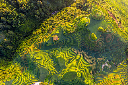 桂林龙脊梯田金坑梯田背景