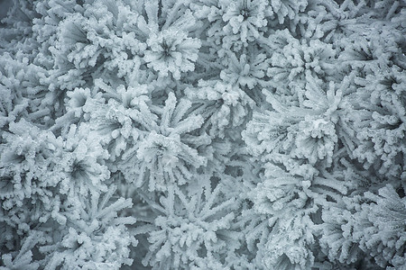 庐山雪景图片