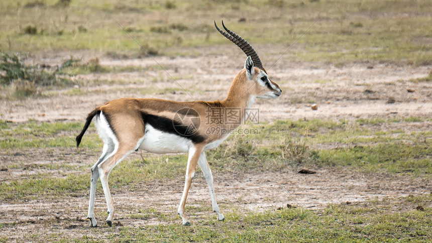 肯尼亚大草原的野生动物图片