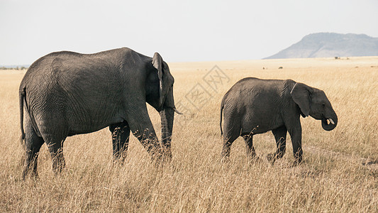 肯尼亚大草原的野生大象图片