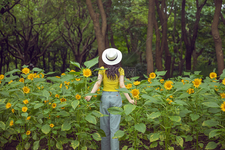 向日葵中的少女背影