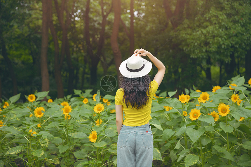 向日葵中的少女背影图片