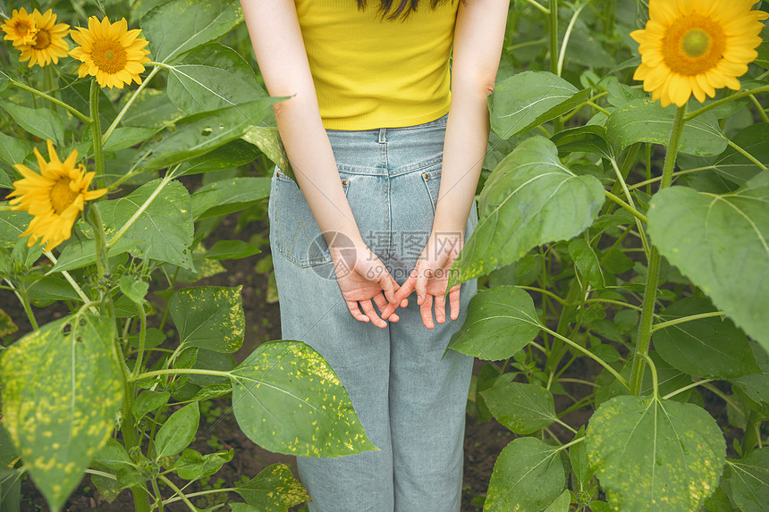 向日葵中的少女图片