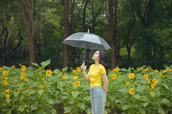 向日葵中撑伞漫步的少女图片