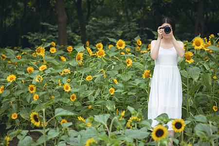 文艺少女摄影向日葵中拿着相机的少女背景