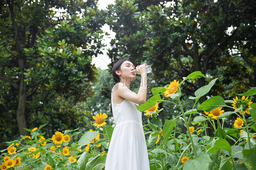 向日葵中的少女在喝水图片