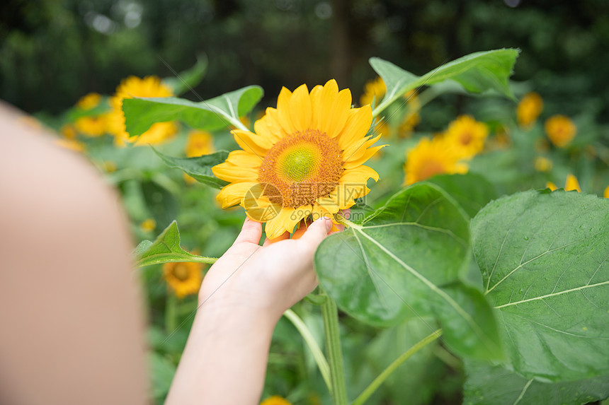 摘向日葵特写图片