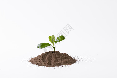 泥土里的嫩芽背景图片