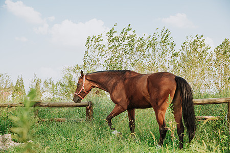 马在户外吃草高清图片